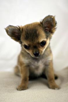 éducation canine. l’école du chiot